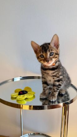 Reinrassige Bengalkitten aus Championlinie