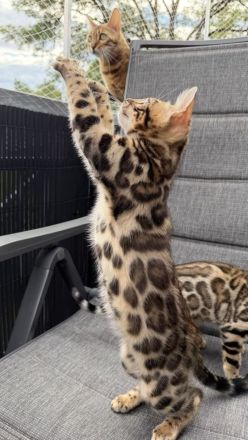 Reinrassige Bengalkitten aus Championlinie