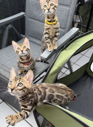 Reinrassige Bengalkitten aus Championlinie