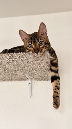 Bengal-Junge (5 Monate alt) sucht ein liebevolles Zuhause