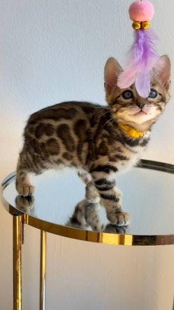 Reinrassige Bengalkitten aus Championlinie