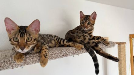 Zwei Bengal-Kater - geimpft, gechippt, mit WCF-Stammbaum