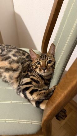 Bengal-Kater (5 Monate alt) - geimpft, gechippt, kastriert, mit WCF-Stammbaum