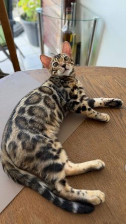 Zwei Bengal-Kater - geimpft, gechippt, mit WCF-Stammbaum