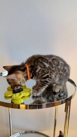 Reinrassige Bengalkitten aus Championlinie