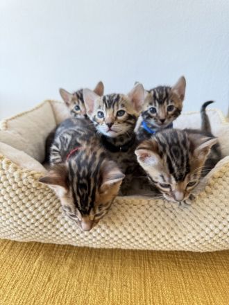 Bengal-Kater (4 Monate alt) - geimpft, gechippt, kastriert, mit WCF-Stammbaum