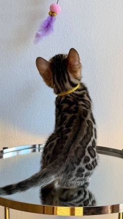 Reinrassige Bengalkitten aus Championlinie