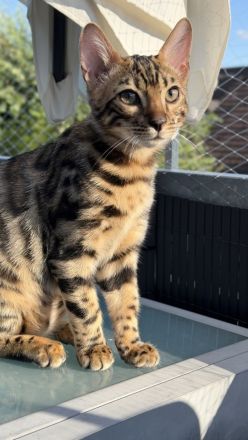 Zwei Bengal-Kater - geimpft, gechippt, mit WCF-Stammbaum