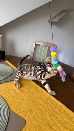 Bengal-Kater (4 Monate alt) - geimpft, gechippt, kastriert, mit WCF-Stammbaum