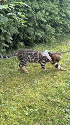 Bengal-Kater (4 Monate alt) - geimpft, gechippt, kastriert, mit WCF-Stammbaum