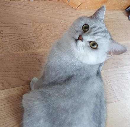 Kitten Britisch Kurzhaar