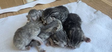 Kitten Britisch Kurzhaar