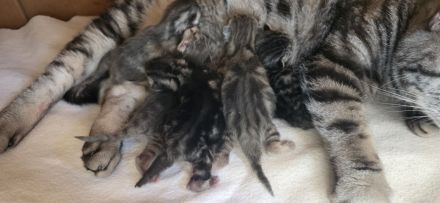 Kitten Britisch Kurzhaar