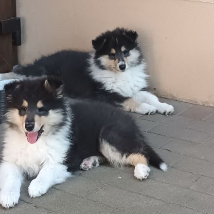 Colliewelpen, Colliehündin tricolour aus liebevoller Hausaufzucht (VDH)