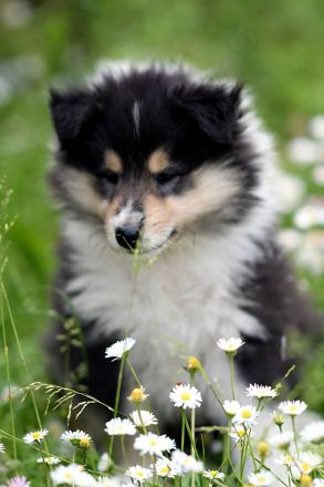 Colliewelpen, Colliehündin tricolour aus liebevoller Hausaufzucht (VDH)