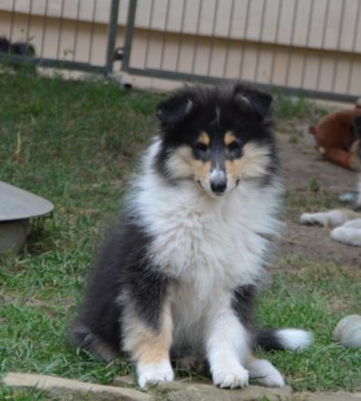 Colliewelpen, Colliehündin tricolour aus liebevoller Hausaufzucht (VDH)