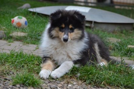 Colliewelpen, Colliehündin tricolour aus liebevoller Hausaufzucht (VDH)