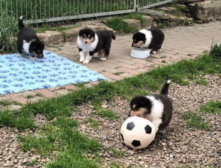 Colliewelpen tricolour aus liebevoller Hausaufzucht (VDH)
