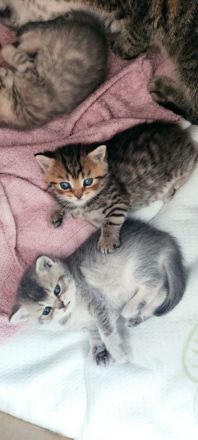 Vier süße kleine BKH-Kitten