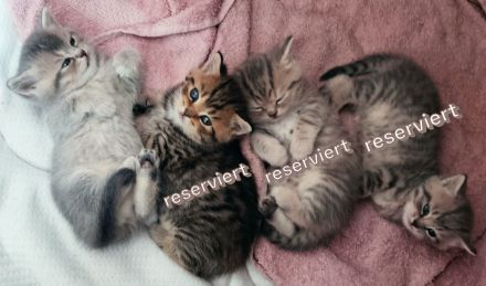Vier süße kleine BKH-Kitten