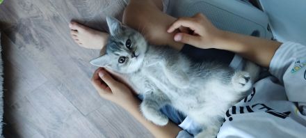 Vier süße kleine BKH-Kitten