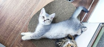 Vier süße kleine BKH-Kitten