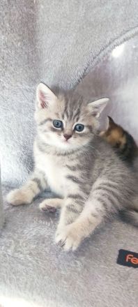 Vier süße kleine BKH-Kitten