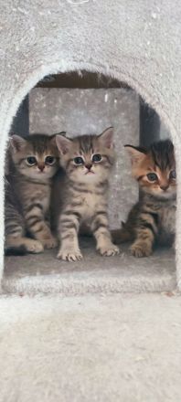 Vier süße kleine BKH-Kitten