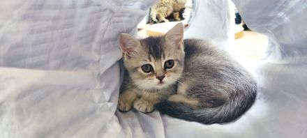 Vier süße kleine BKH-Kitten