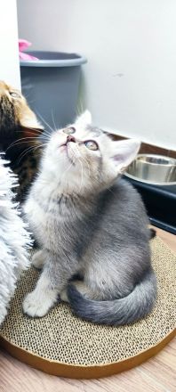 Vier süße kleine BKH-Kitten