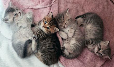 Vier süße kleine BKH-Kitten