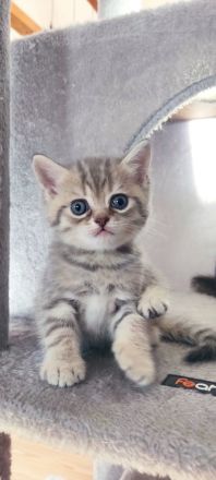 Vier süße kleine BKH-Kitten