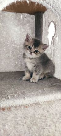 Vier süße kleine BKH-Kitten