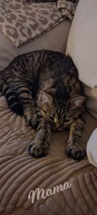 Vier süße kleine BKH-Kitten