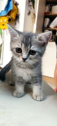 Vier süße kleine BKH-Kitten