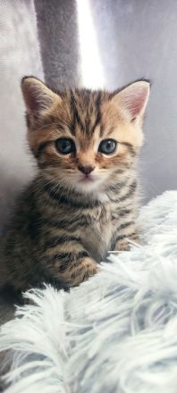 Vier süße kleine BKH-Kitten