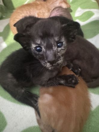 Unser neuer OKH Wurf ist da Kitten