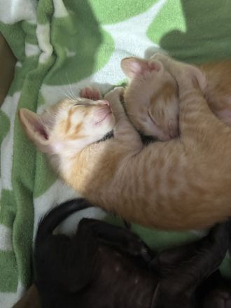 Unser neuer OKH Wurf ist da Kitten