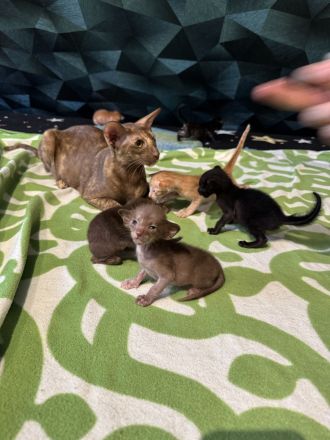 Unser neuer OKH Wurf ist da Kitten