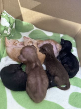 Unser neuer OKH Wurf ist da Kitten