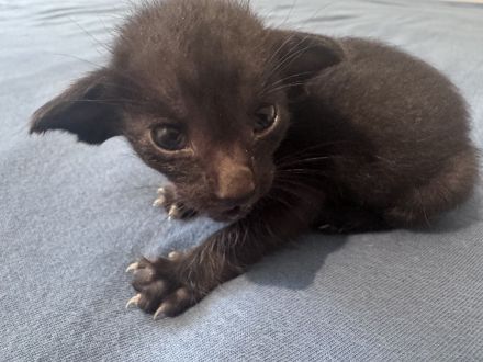 Unser neuer OKH Wurf ist da Kitten