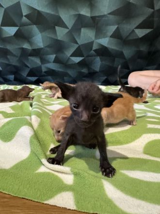 Unser neuer OKH Wurf ist da Kitten