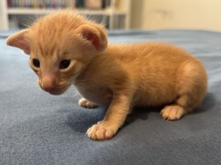Unser neuer OKH Wurf ist da Kitten