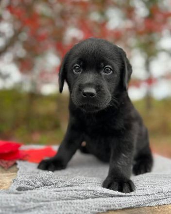 Gesundes Männchen und Weibchen Labrador-Welpen