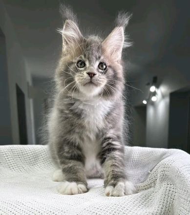 2 wunderschöne Maine-Coon-Kätzchen