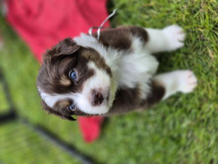 Australian Shepherd Welpen mit ASCA Papieren