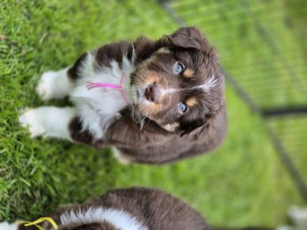 Australian Shepherd Welpen mit ASCA Papieren