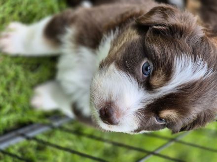 Australian Shepherd Welpen mit ASCA Papieren
