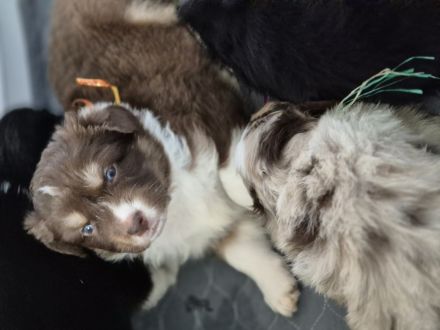 Australian Shepherd Welpen mit ASCA Papieren