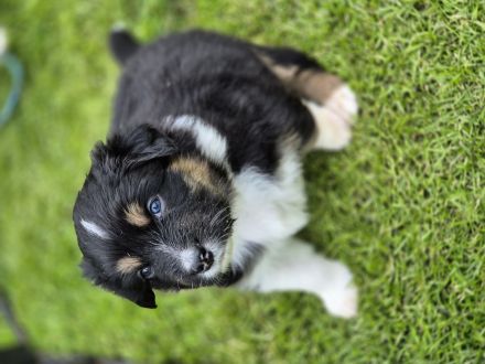 Australian Shepherd Welpen mit ASCA Papieren